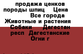 продажа ценков породы шпиц  › Цена ­ 35 000 - Все города Животные и растения » Собаки   . Дагестан респ.,Дагестанские Огни г.